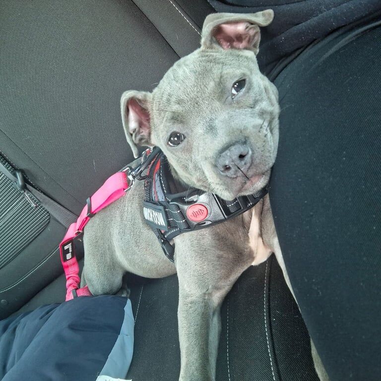 Staffordshire Bull Terrier puppies for sale in Ilkeston, Derbyshire – 4 months old - Image 2 of 3