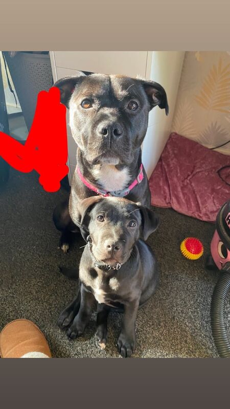 Staffordshire Bull Terrier puppies for sale in Hyde, Greater Manchester – 5 months old