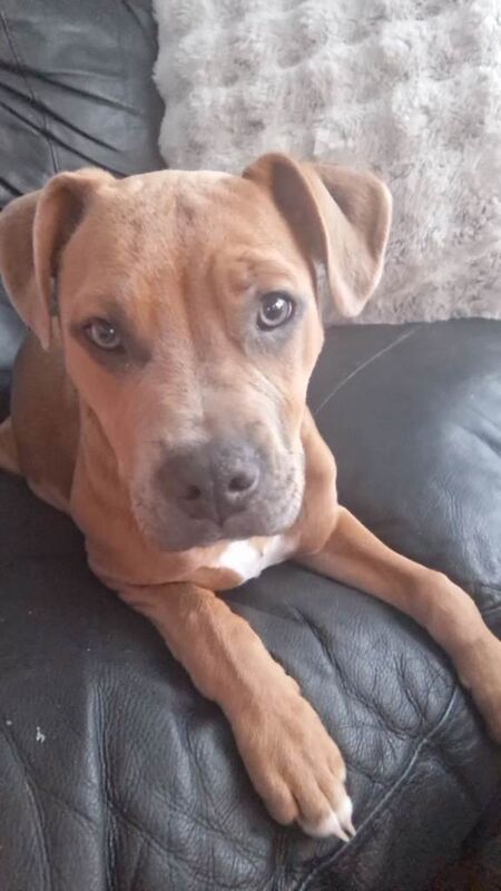 5 month old staff for sale