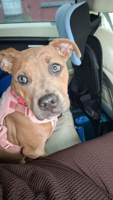5 month old staff for sale - Image 2 of 4