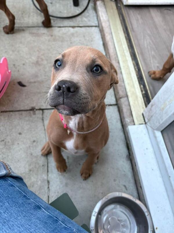 5 month old staff for sale - Image 3 of 4