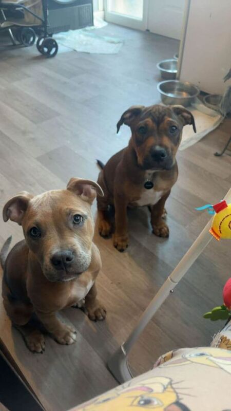 5 month old staff for sale - Image 4 of 4