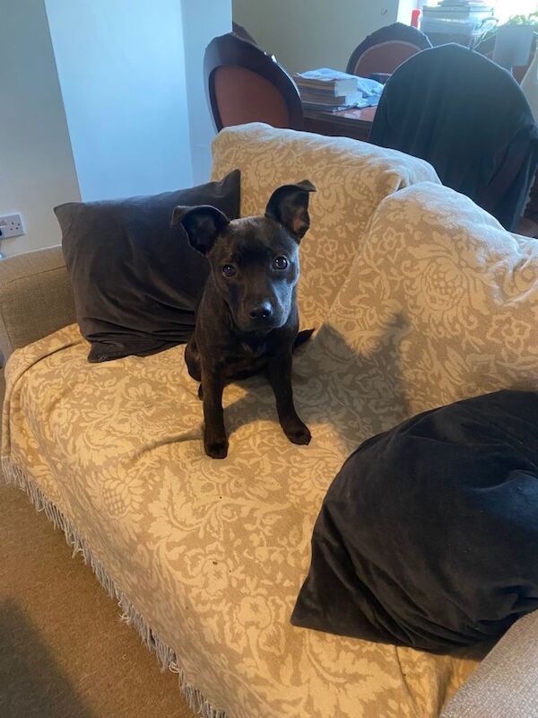 Staffordshire Bull Terrier puppies for sale in West End, Hampshire – 5 months old