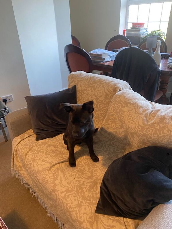 Staffie Crossbreeds