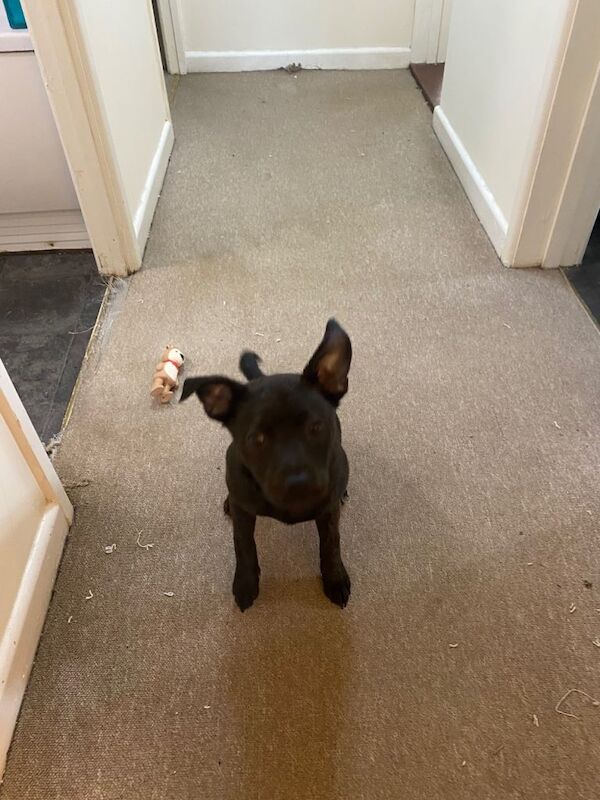 5 month staffy x Pom - Image 4 of 4