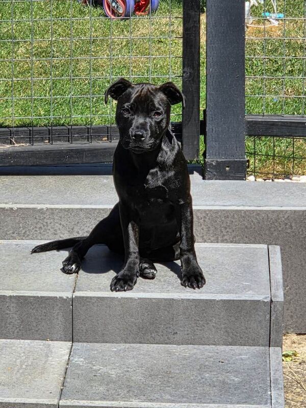 5 months 26days staffy Staffordshire bull terrier puppy