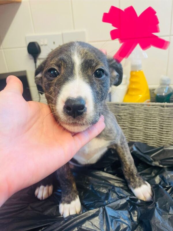 5 Pups £475 MIXEDBREED!