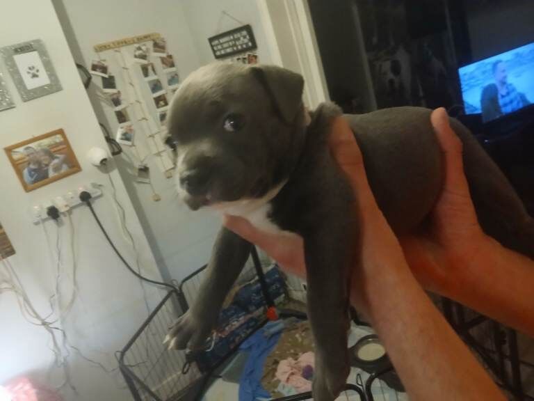 Staffordshire Bull Terrier puppies for sale in Gosport, Hampshire – 5 weeks old
