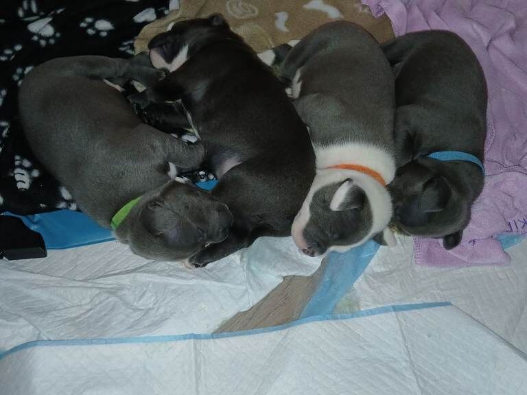 5 week old Staffordshire bull terrier puppies - Image 2 of 6