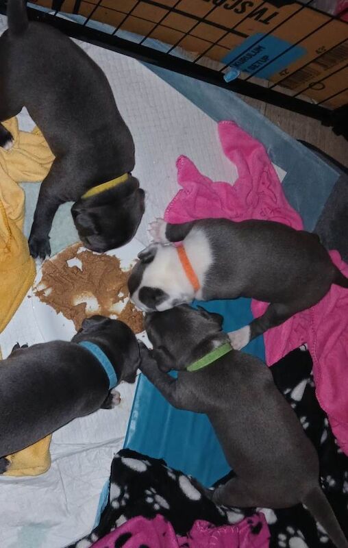 5 week old Staffordshire bull terrier puppies - Image 3 of 6
