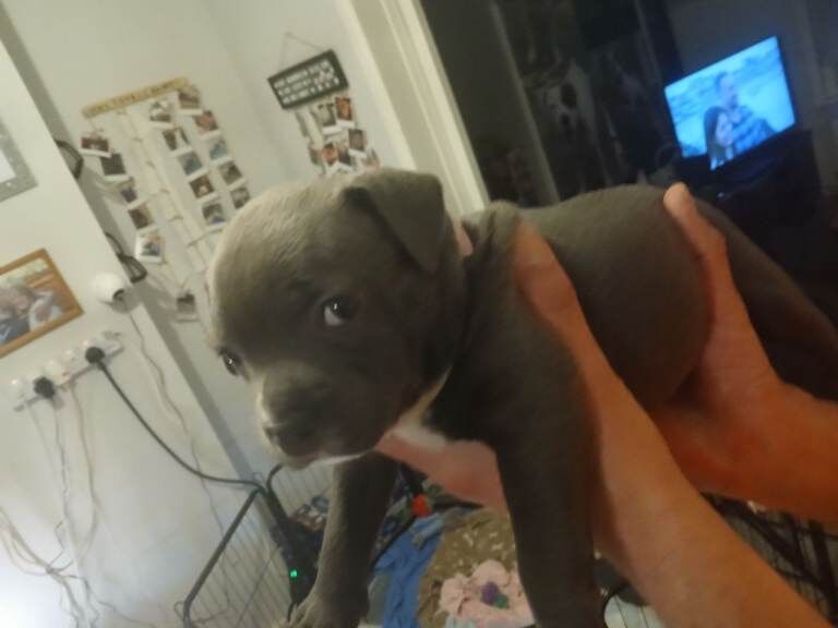 5 week old Staffordshire bull terrier puppies - Image 4 of 6