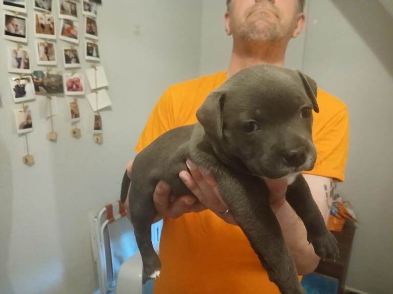 5 week old Staffordshire bull terrier puppies - Image 5 of 6