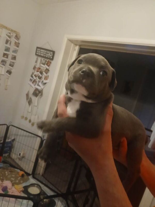 5 week old Staffordshire bull terrier puppies - Image 6 of 6