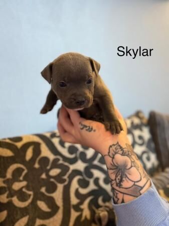 Staffordshire Bull Terrier puppies for sale in Liverpool, Merseyside – KC registered, 1 year old - Image 3 of 3