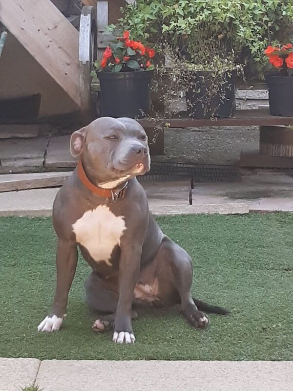 Staffordshire Bull Terrier puppies for sale in Southend-on-Sea, Essex – KC registered, 5 weeks old