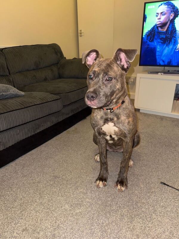 Staffordshire Bull Terrier puppies for sale in Newcastle-under-Lyme, Staffordshire – 6 months old