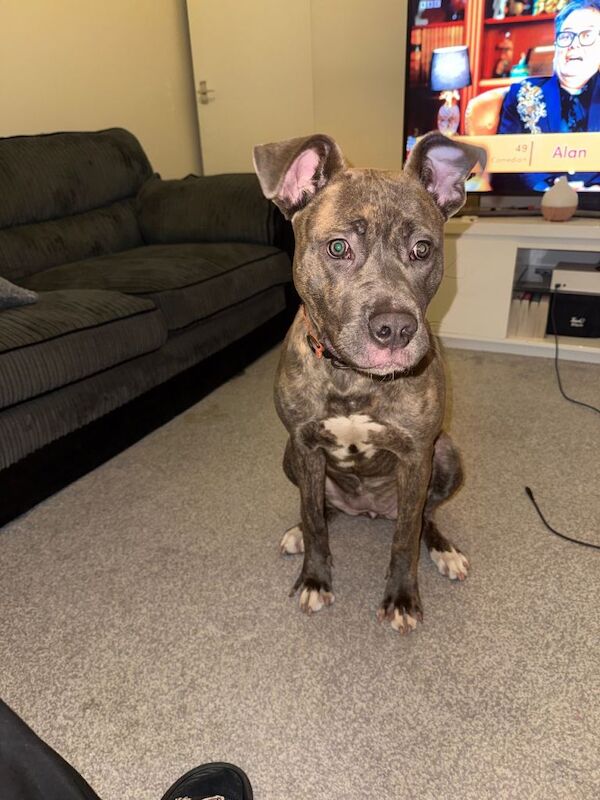 6 month old Crossbreed for sale - Image 2 of 3