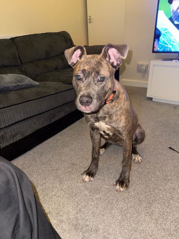6 month old Crossbreed for sale - Image 3 of 3