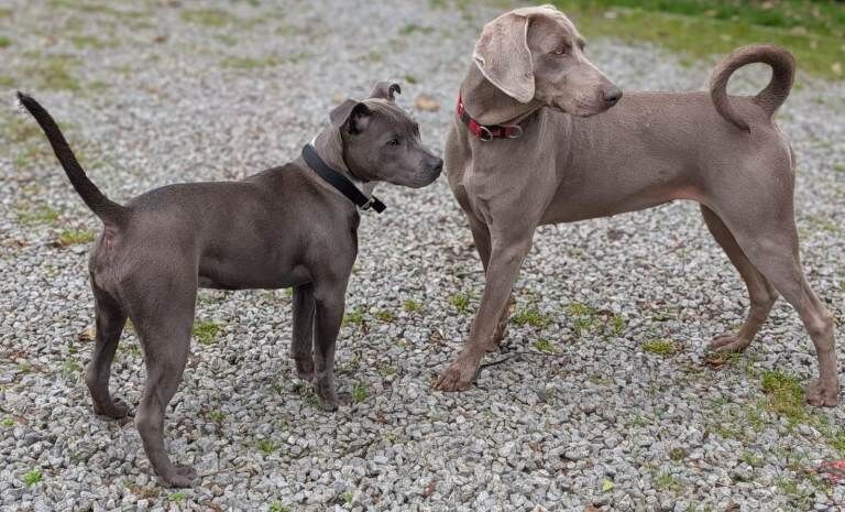 Staffordshire Bull Terrier Puppies For Sale Under £1,000