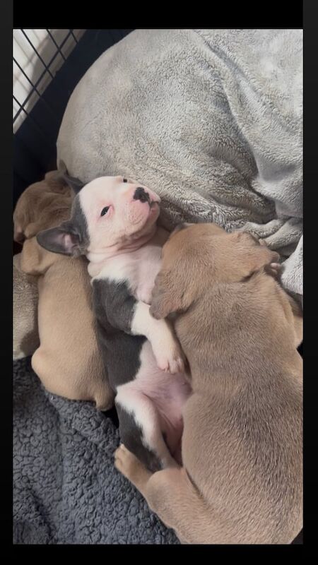 Staffordshire Bull Terrier puppies for sale in Warrington, Cheshire – 6 weeks old