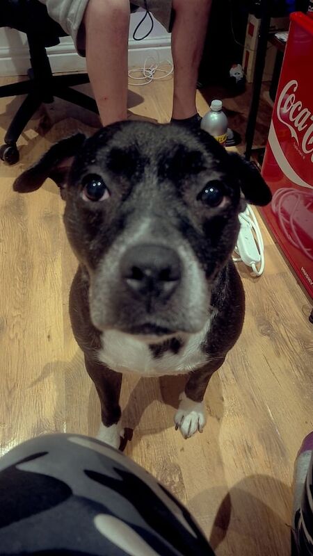 Staffordshire Bull Terrier puppies for sale in Swansea / Abertawe, West Glamorgan – 6 years old - Image 2 of 3