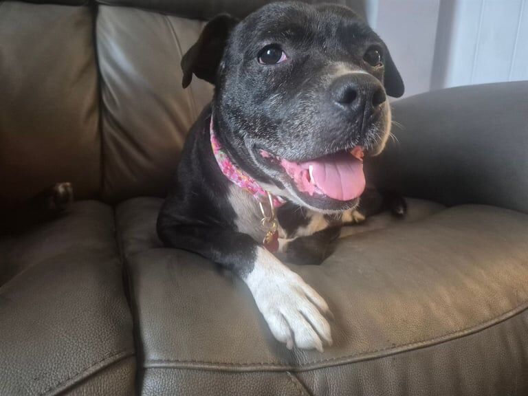 Staffordshire Bull Terrier puppies for sale in Swansea / Abertawe, West Glamorgan – 6 years old - Image 3 of 3