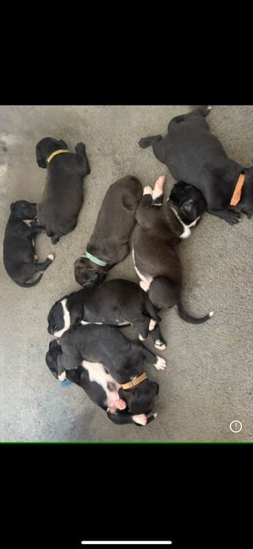 7 blue staffy cross bulldog pups for sale in Glenrothes, Fife