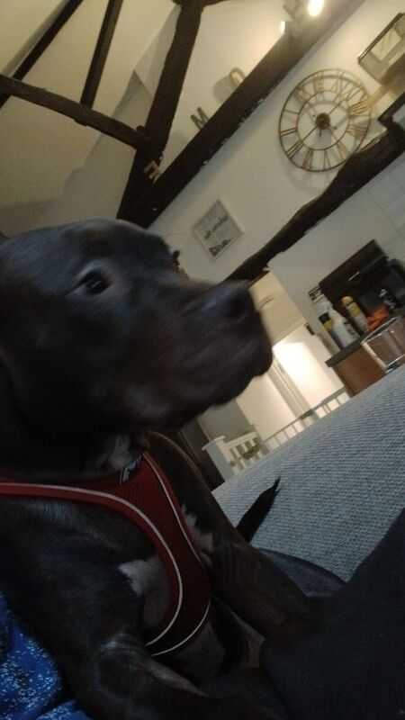 Staffie Puppies For Sale