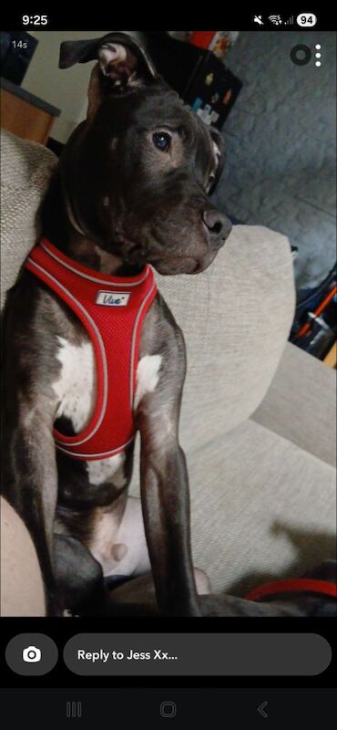 7 month staffy long legged puppy - Image 2 of 3
