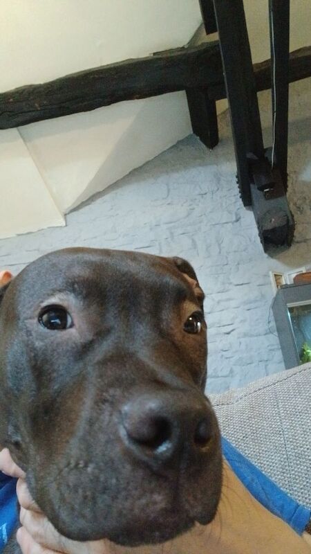 7 month staffy long legged puppy - Image 3 of 3
