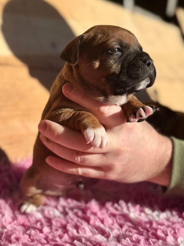 Staffordshire Bull Terrier puppies for sale in Dungannon, County Tyrone – KC registered, 4 weeks old