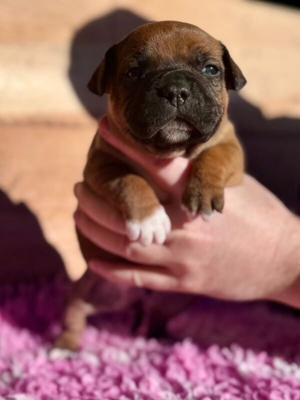Staffordshire Bull Terrier puppies for sale in Dungannon, County Tyrone – KC registered, 4 weeks old - Image 2 of 6