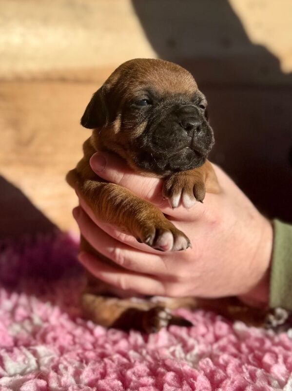 Staffordshire Bull Terrier puppies for sale in Dungannon, County Tyrone – KC registered, 4 weeks old - Image 3 of 6