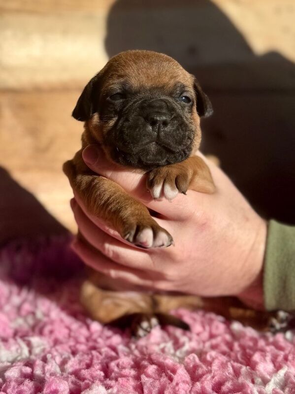 Staffordshire Bull Terrier puppies for sale in Dungannon, County Tyrone – KC registered, 4 weeks old - Image 4 of 6
