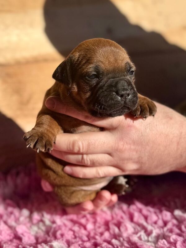 Staffordshire Bull Terrier puppies for sale in Dungannon, County Tyrone – KC registered, 4 weeks old - Image 5 of 6