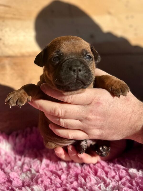 Staffordshire Bull Terrier puppies for sale in Dungannon, County Tyrone – KC registered, 4 weeks old - Image 6 of 6