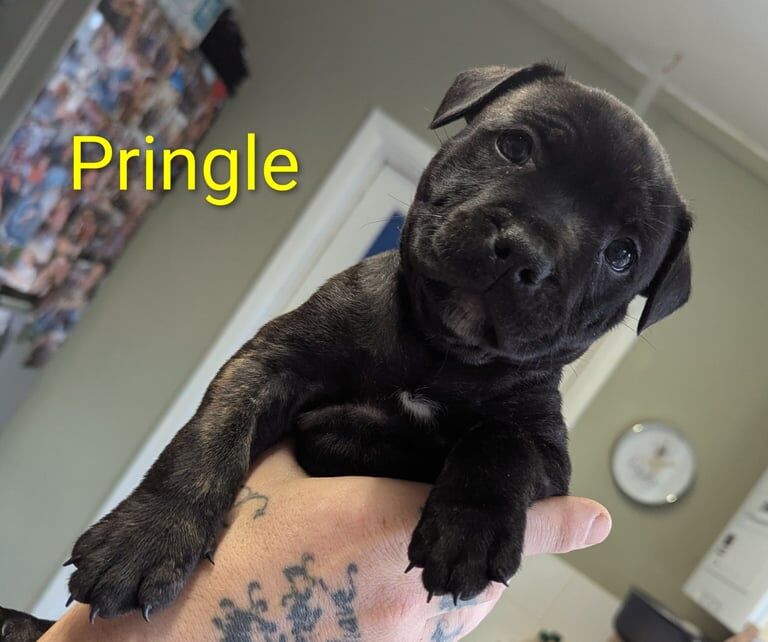 Staffordshire Bull Terrier puppies for sale in Great Cornard, Suffolk – 5 weeks old