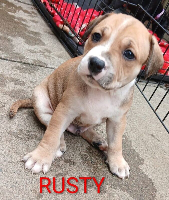Staffordshire Bull Terrier puppies for sale in Great Cornard, Suffolk – 5 weeks old - Image 2 of 3