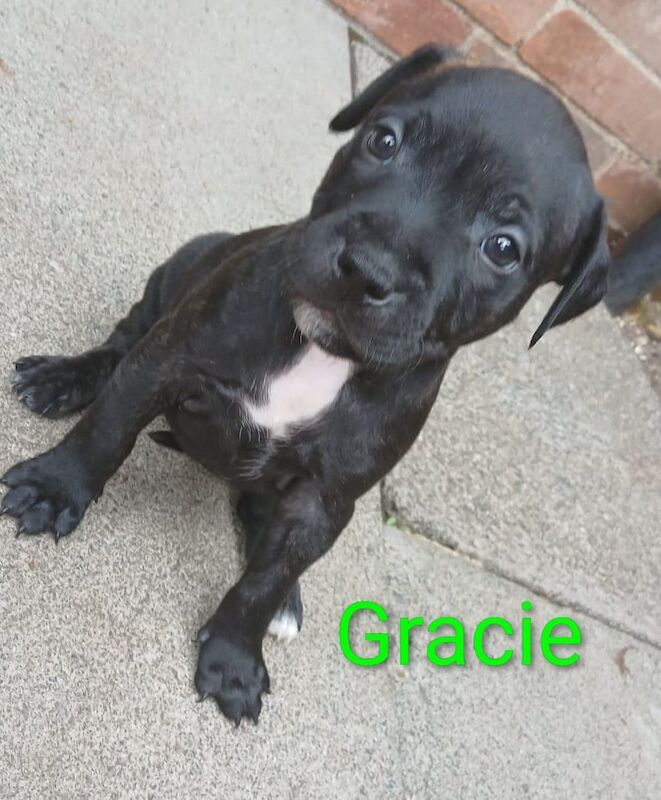 Staffordshire Bull Terrier puppies for sale in Great Cornard, Suffolk – 5 weeks old - Image 3 of 3