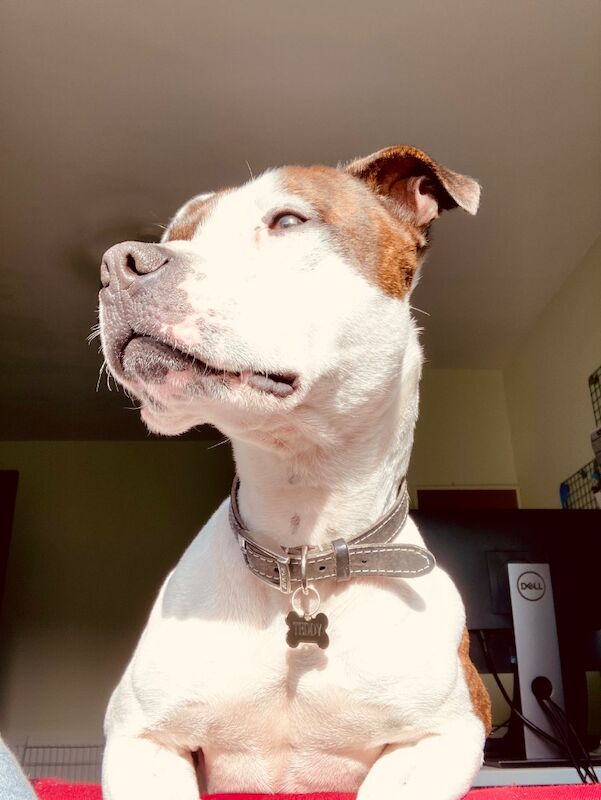 7 year old male staffy for sale in Stirling and Falkirk