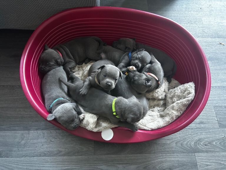 8 amazing staffy pups