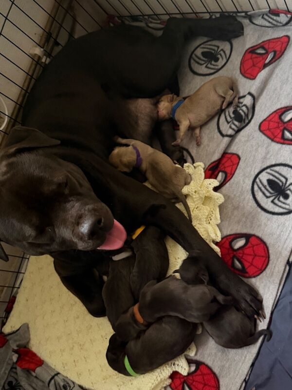 8 beautiful staffy mix pups!!