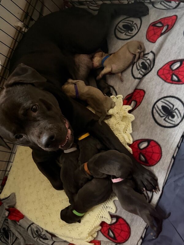 8 beautiful staffy mix pups!! - Image 2 of 5