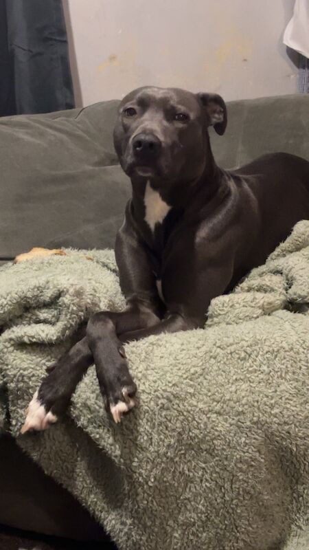 8 beautiful staffy mix pups!! - Image 5 of 5