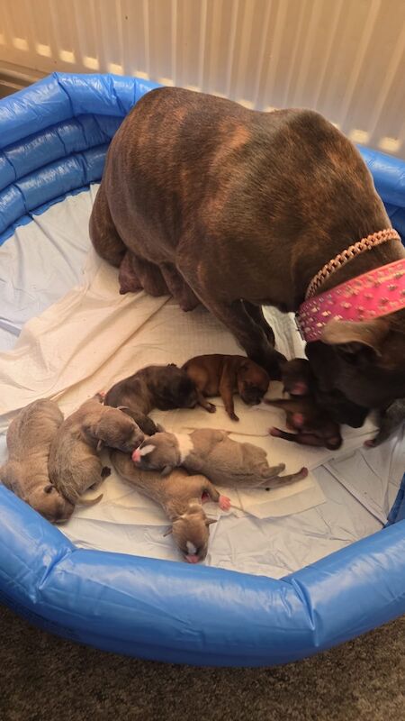 8 beautiful staffy pups for sale in Middlesbrough, North Yorkshire