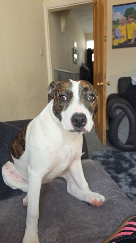 8 month old staffy