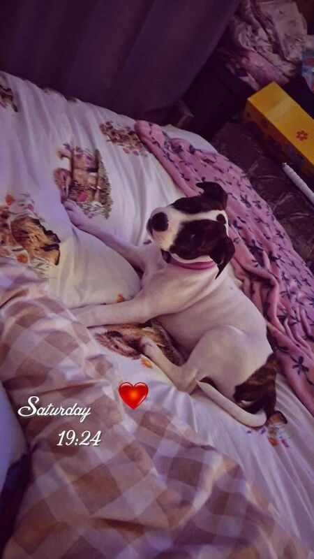 8 month old staffy - Image 2 of 4