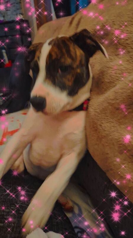 8 month old staffy - Image 3 of 4