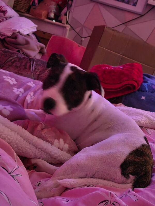 8 month old staffy - Image 4 of 4