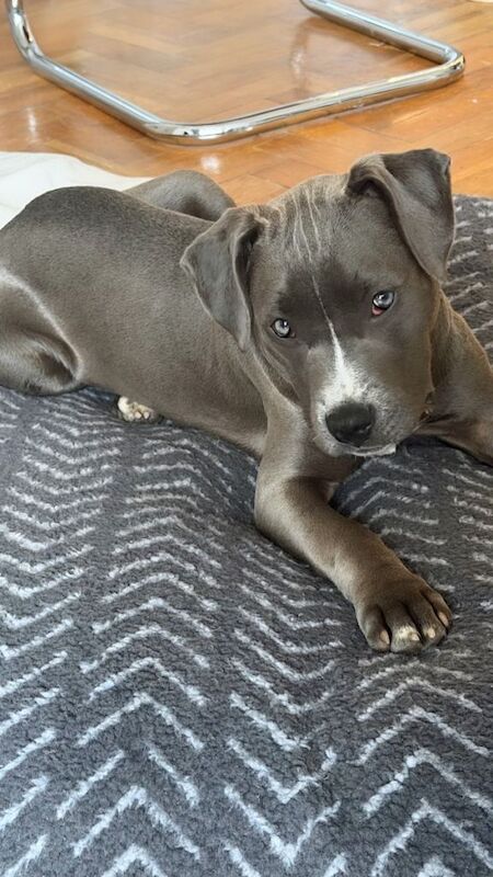8 months old Staffordshire terrier